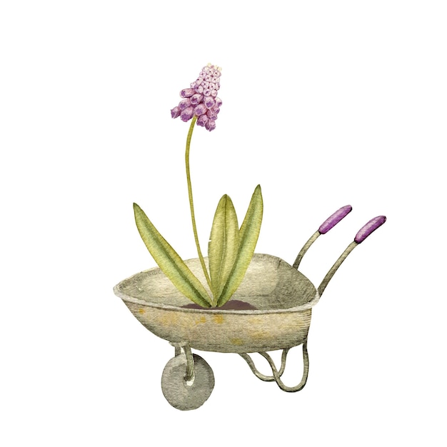 Foto carrinho de mão com muscari dentro isolado no fundo branco clipart ilustração aquarela