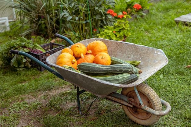 Carrinho de mão no jardim com legumes