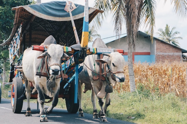 Carrinho de vaca ou gerobak sapi com dois bois brancos puxando carrinho de madeira com feno na estrada na indonésia participando do festival gerobak sapi