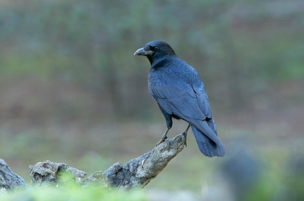 Carrion crow en un bosque de pinos y robles con las últimas luces en un soleado día de invierno