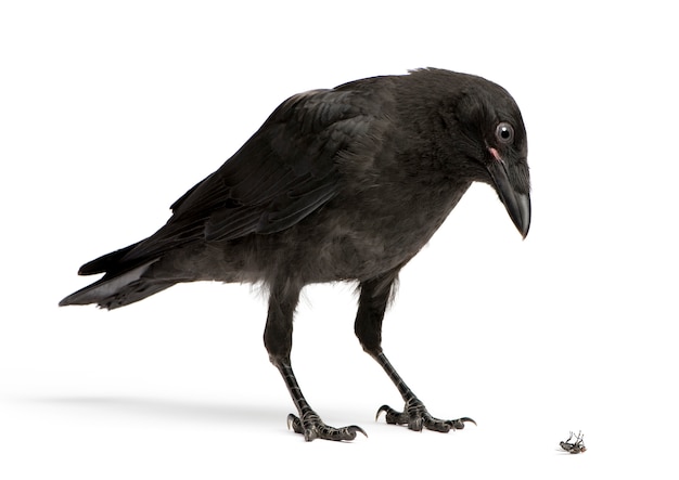 Carrion Crow jovem olhando para uma mosca morta