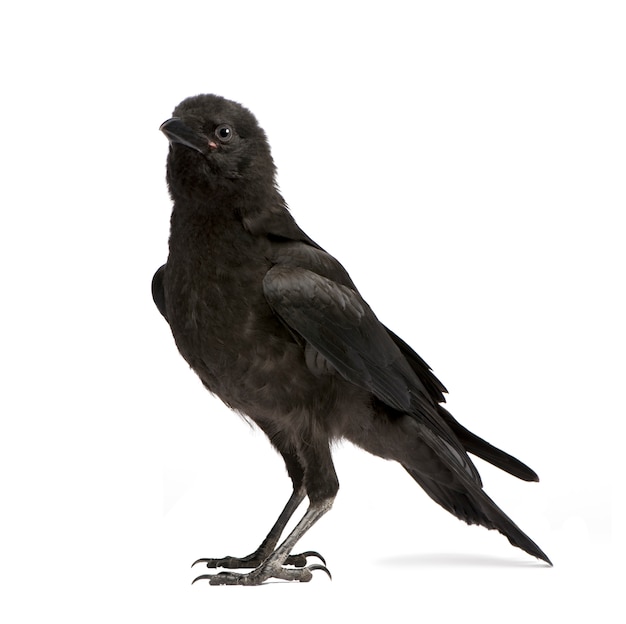 Carrion crow novo, corvus corone em um branco isolado