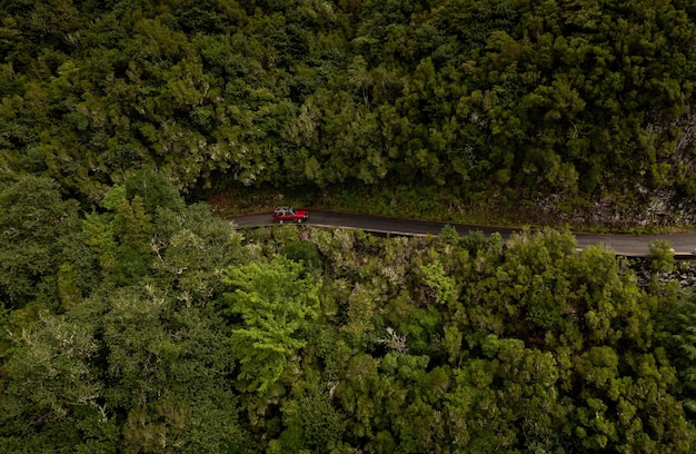 Carro andando ao longo da estrada na floresta