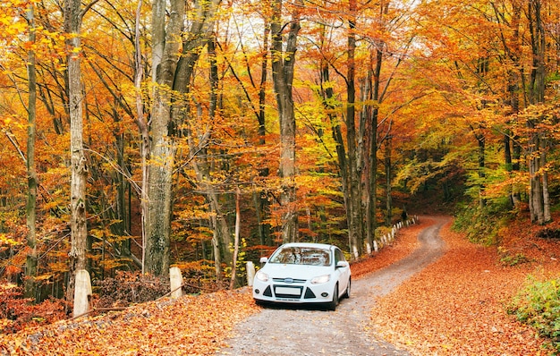 Carro branco em uma trilha na floresta.