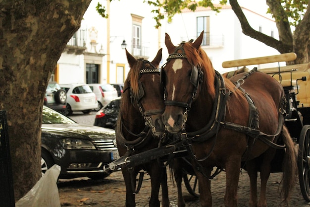 Foto el carro de caballos por árbol