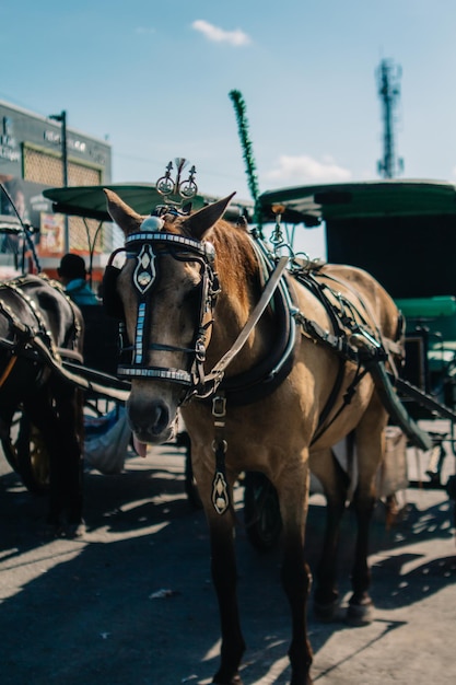 Foto carro de caballos en la calle de la ciudad