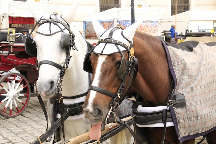 Foto carro de caballos en la calle de la ciudad