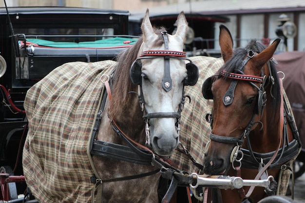 Foto carro de caballos en la calle