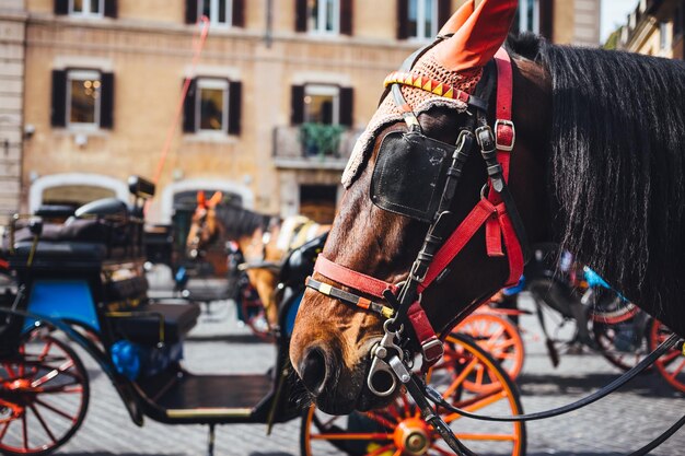 El carro de caballos en la calle