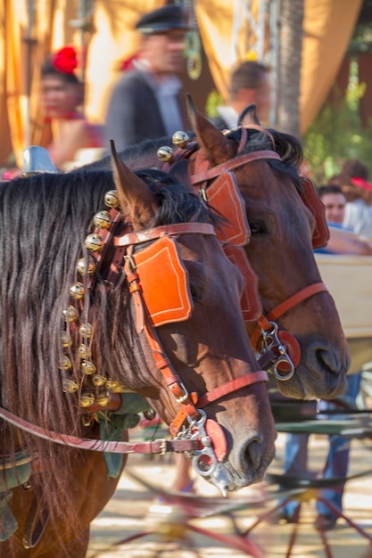 Foto el carro de caballos en la calle