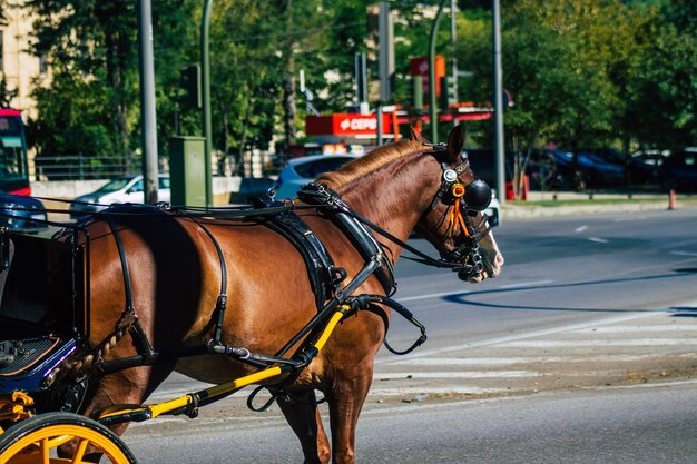 Foto carro de caballos en la calle