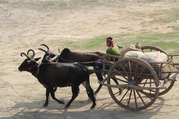 Carro de caballos en el campo