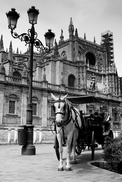 Foto carro de caballos por la catedral de sevilla contra un cielo despejado
