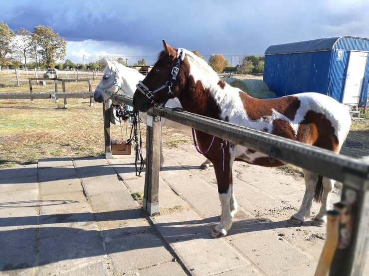 Foto el carro de caballos en el rancho.