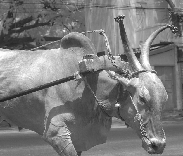 Foto carro de caballos