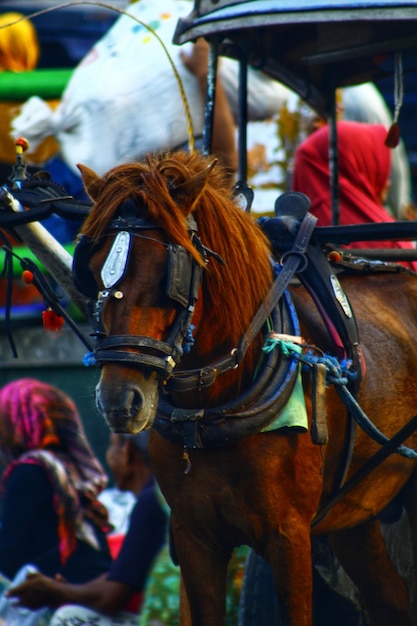 Foto carro de caballos