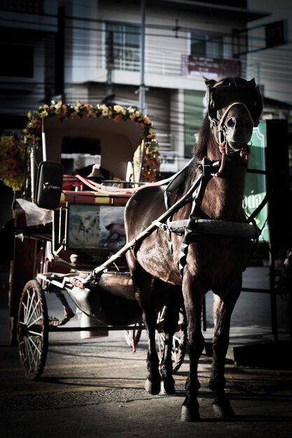 Foto carro de cavalo na rua