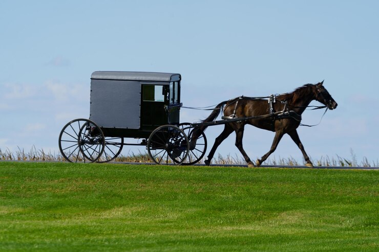 Foto carro de cavalo no campo contra o céu