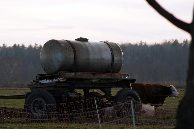 Carro de cavalo no campo contra o céu