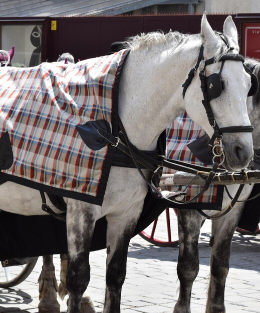 Foto carro de cavalo