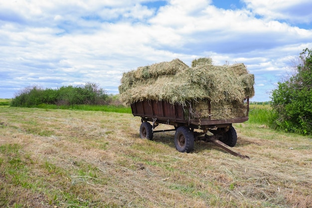 Un carro con fardos de heno en un prado segado. Haymaking en el pueblo. Paisaje rural, cielo azul, hierba.