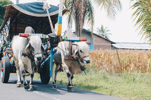 Carro de vaca o Gerobak Sapi con dos bueyes blancos tirando de un carro de madera con heno en la carretera en Indonesia asistiendo al Festival Gerobak Sapi