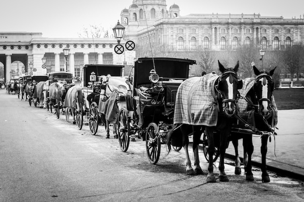 Foto carros de cavalos estacionados na rua