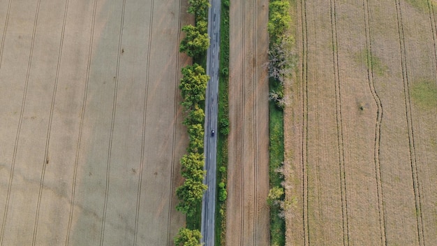 Carros dirigindo a estrada com árvores entre grandes campos de trigo amarelo maduro no verão agrícola