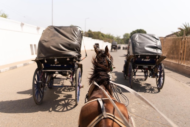 Carruagem de cavalos em uma estrada da cidade de edfu
