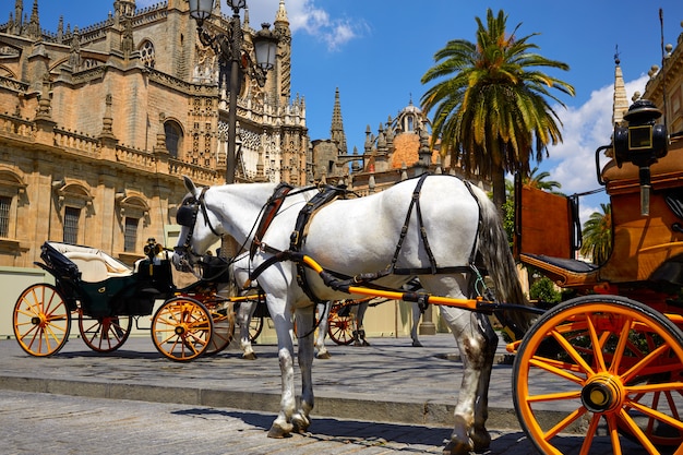 Carruagens de cavalos em Sevilha na Catedral de Sevilha