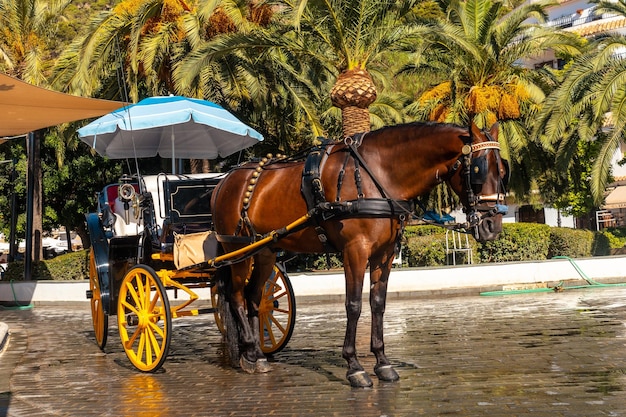 Carruagens puxadas por cavalos no município de mijas em málaga andaluzia