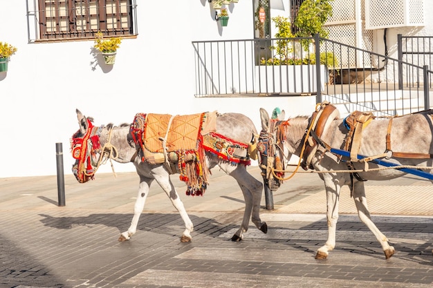 Carruaje tirado por burros en el municipio de Mijas en Málaga Andalucía