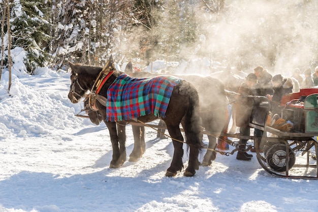 Carruaje tirado por caballos en invierno Vapor en el sol de la mañana Austria