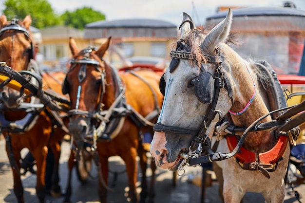 Carruajes de caballos. Caminando en carro por las calles de la isla Buyukada. Atracción para turistas.