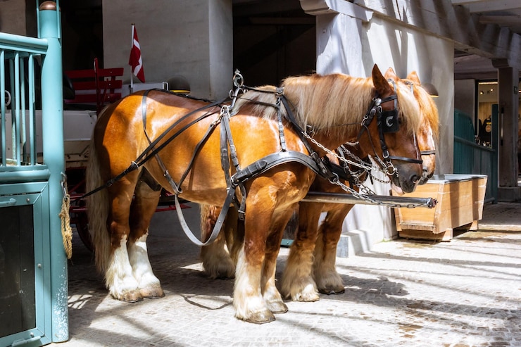 Foto carruajes tirados por caballos