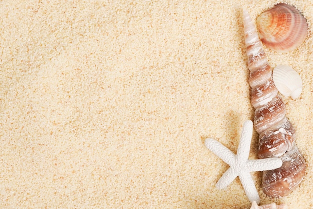 Carta de marco de vacaciones de verano en el mar con conchas marinas con estrellas de mar en fondo de arena con espacio para el texto