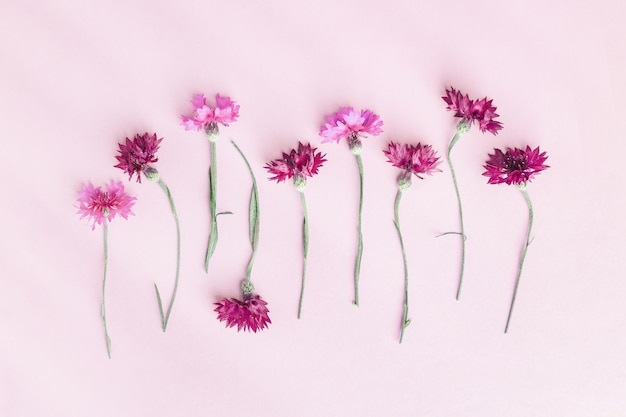 Carta postal de vacaciones de primavera y verano con flores naturales de cornflower en fondo rosa