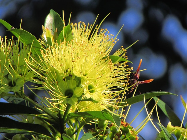 cártamo y la abeja en él