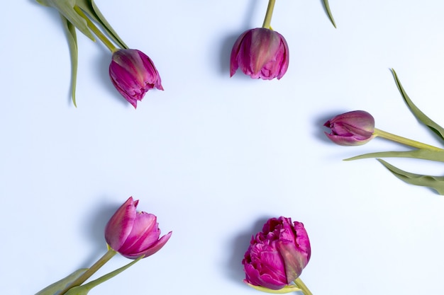 Cartão com tulipas cor de rosa em fundo azul