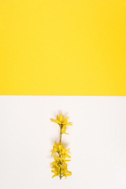 Cartão criativo para Páscoa ou Dia das Mães Um ramo com flores de maçã em branco e amarelo