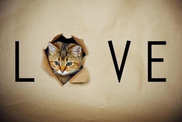 Cartão de dia dos namorados. Gatinho fofo de chinchila britânica enfiou o focinho de um buraco em papel ofício com a inscrição "amor".