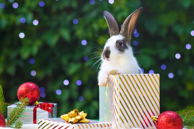 Cartão de férias com animal de estimação. coelhinho fofo bebê sentado em uma caixa de presente no ano novo. coelho festivo. parabéns com animal debaixo da árvore de natal.