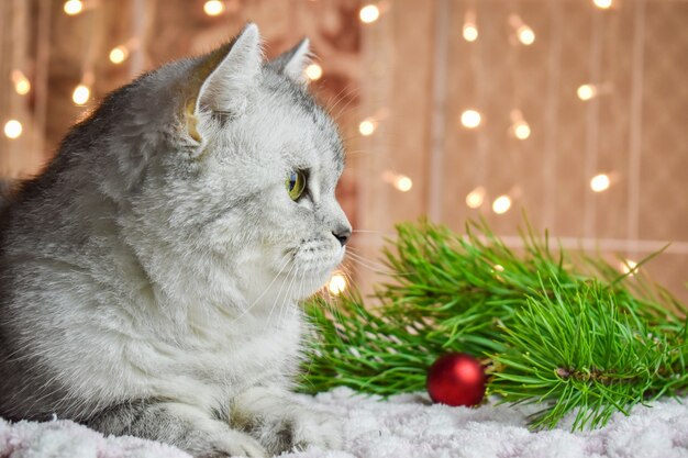 Cartão de Natal com gato listrado contra fundo de luzes