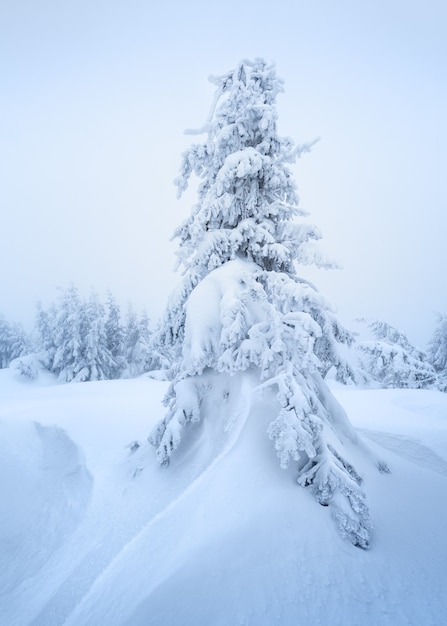 Cartão de Natal com uma paisagem de inverno. Abeto de neve em um monte de neve