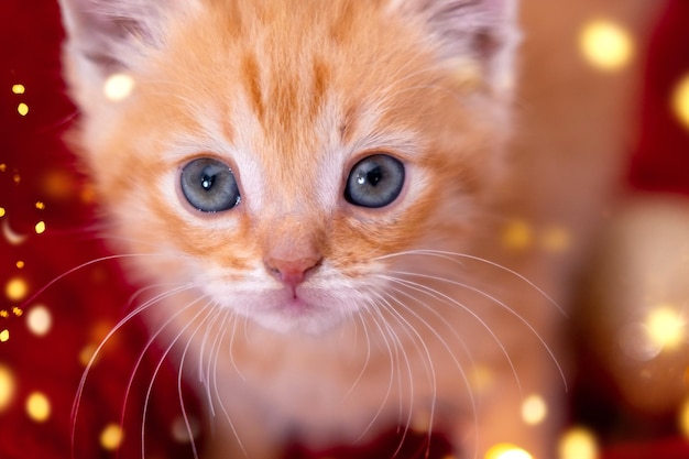 Cartão de natal gatinho ruivo com olhos grandes no fundo festivo gato vermelho alaranjado com natal