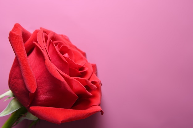 Cartão de plano de fundo dia dos namorados amo símbolos, decoração vermelha com rosas sobre fundo rosa. Vista superior com cópia espaço e texto.