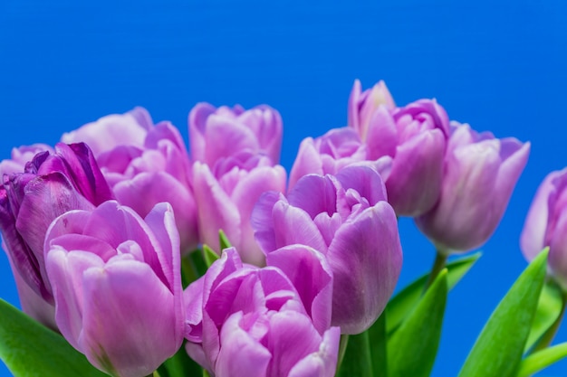 Cartão de primavera. buquê de tulipas roxas na parede azul. conceito de dia da mulher. copyspace para texto.