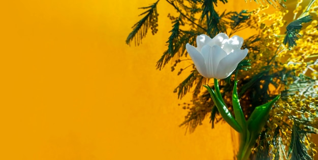 Cartão de primavera com flores tulipas brancas e mimosa em um fundo laranja ou amarelo O conceito de banner de feminilidade de ternura de primavera com espaço de cópia