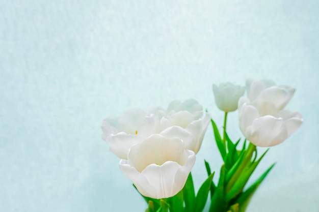 Foto cartão de primavera com flores tulipas brancas em um fundo azul celeste o conceito de espaço de cópia de feminilidade de ternura de primavera