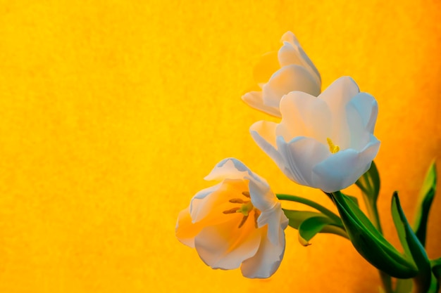 Foto cartão de primavera com flores tulipas brancas em um fundo laranja ou amarelo o conceito de banner de feminilidade de ternura de primavera com espaço de cópia
